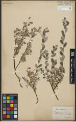 Foto von Salix repens subsp. repens L.